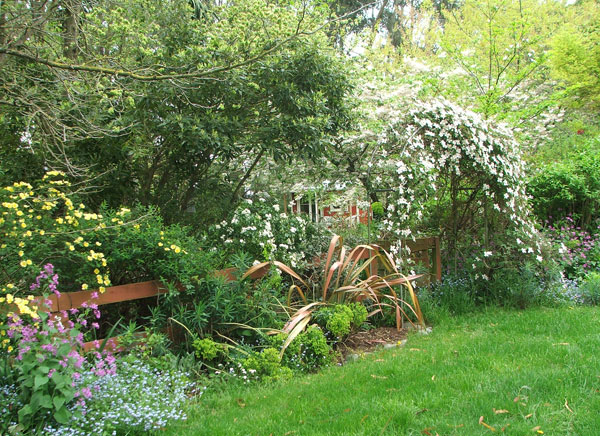  Clematis, Rose Canary Bird, and other lovely late spring things... 