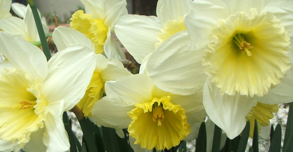  Flowering by the house path. 