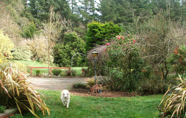  That's the cleared garden where the conifer used to be. 