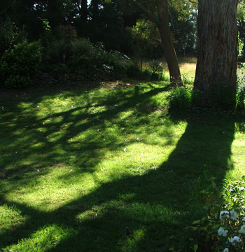  Early morning shadows by the Big Gum. 