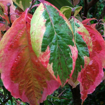  This Dogwood changes colour very laste in autumn. 