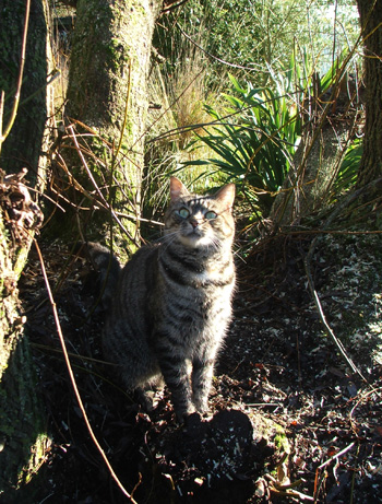  The bowl of the stump is about head-high. 