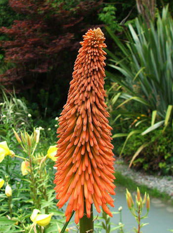  More like an orange hot poker... 