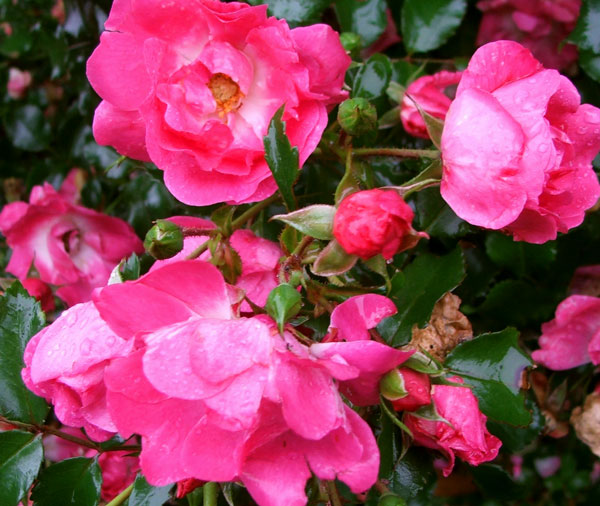  Bright pink Flower Carpet roses. 