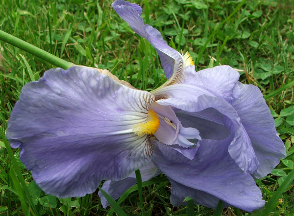  Lots of irises have drooped this year with the rain and wind. 