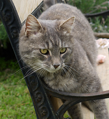  My big grey cat. 