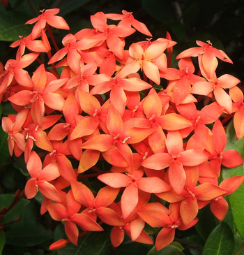 My friend says this is a Hoya. My friend says this is a Hoya.