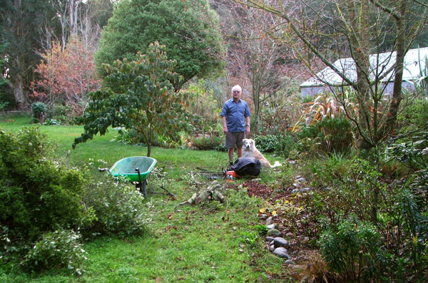  In the middle of the chain-sawing work. 