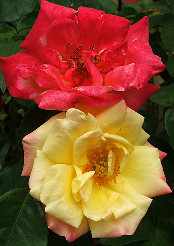  Both colours on one rose. 