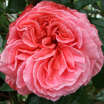  A large flowered Sam McGredy rose. 