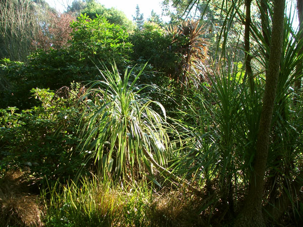  So much light! And look how large the rhododendron isat the back... 