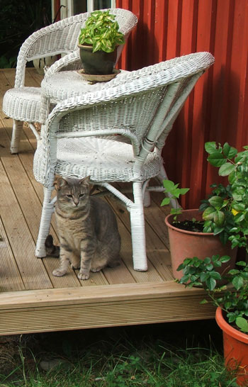  On Pond Cottage's verandah. 