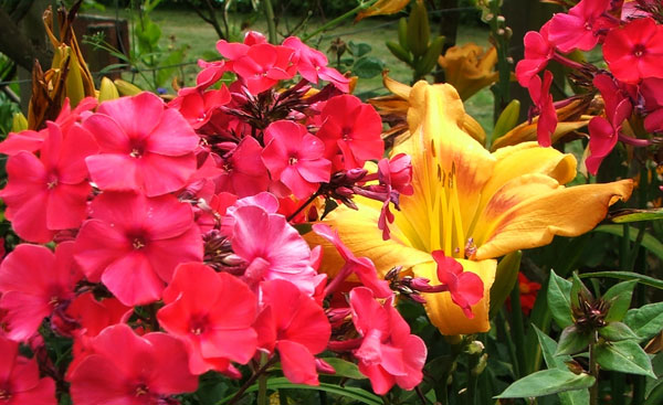  A rich bright pink Phlox. 