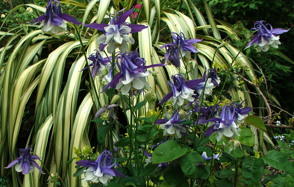  Late spring in a New Zealand garden! 