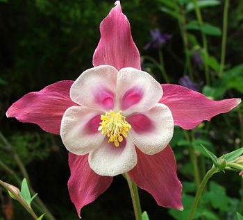  So many pretty varieties in the garden. 