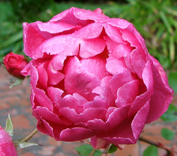 Still blooming. Silly rose! Still blooming. Silly rose!