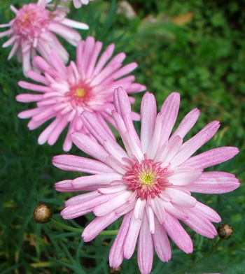  I grow these in a patio pot. 