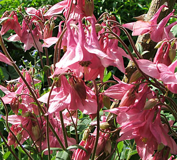  These are the old-rose pink flowers I like. 