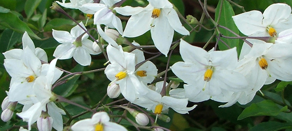  Solanum - a lovely nuisance, flowering now. 