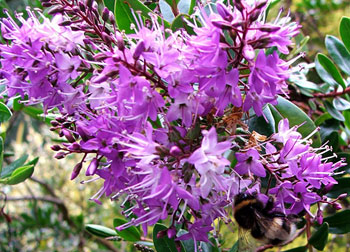  The bumble bees love the Hebe flowers. 