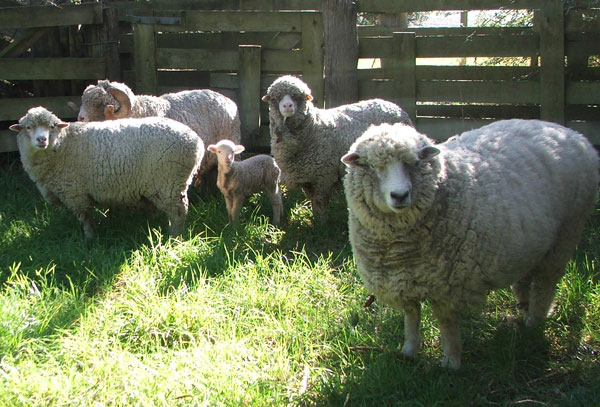  In the sheep yards. Fred isn