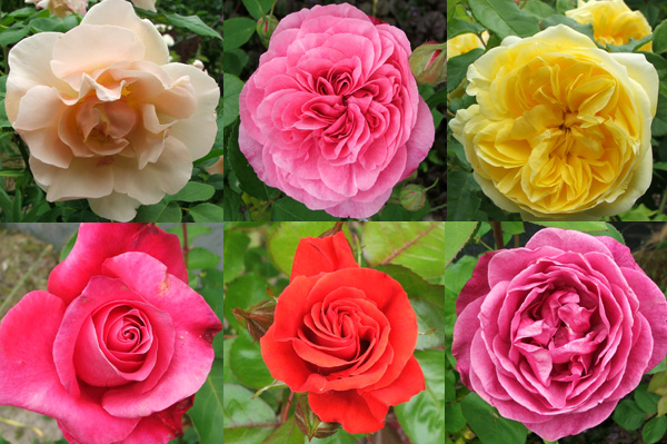  I think one of the pinks is Claire Rose. 