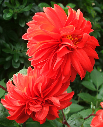  There are lots and lots of red dahlias flowering now. 