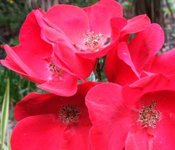  A modern hybrid rugosa rose. 