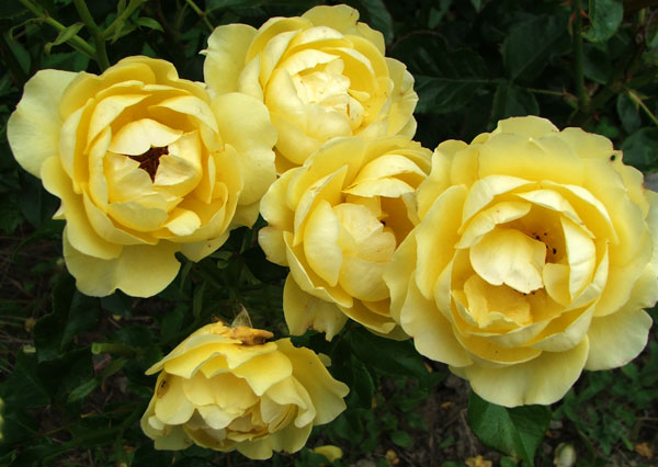  Bred by an English rose breeder. 