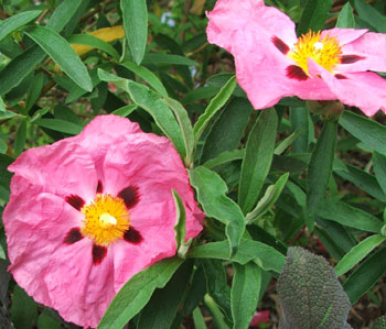  Cistus. 