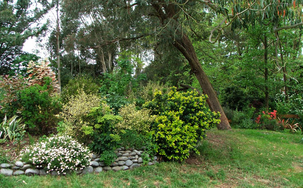  With my lovely leaning gum tree. 