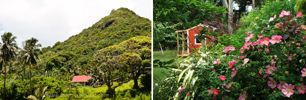  Daughter's cottage in Rarotonga and Moosey's cottage at Mooseys! 