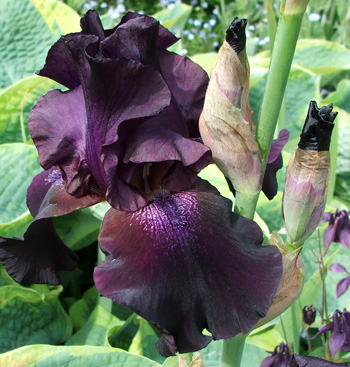  Only an Iris can do this colour so well. 