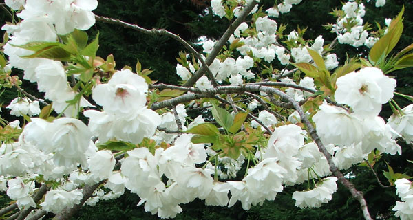  A memorial tree for Smoocher the cat. 