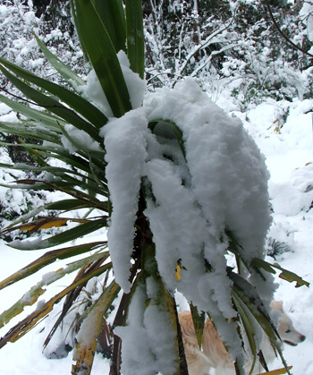 Bending underneath the snow weight. Bending underneath the snow weight.