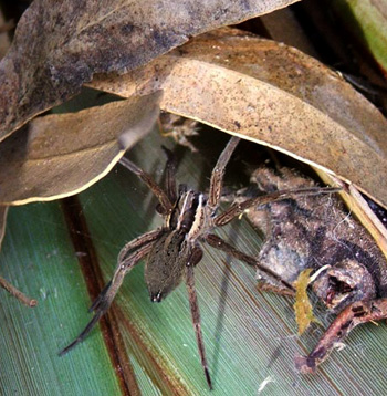  This is an old photo - same flax, but sure to be different spider! 