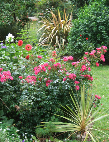  Roses, Cordylines, and Phormiums in the distance. 