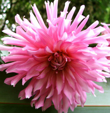  I bought in some new dahlias last year. This one is rather nice. 