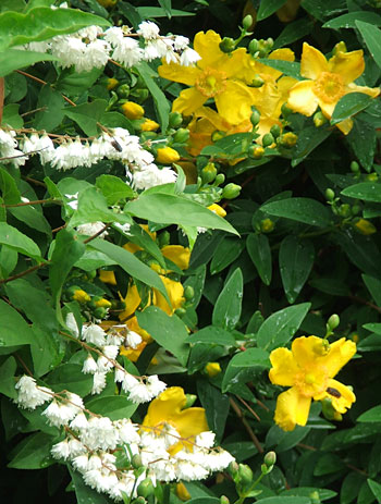  Two summer shrubs. 