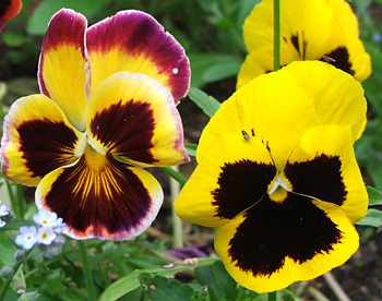  Self-sown  beauties. 