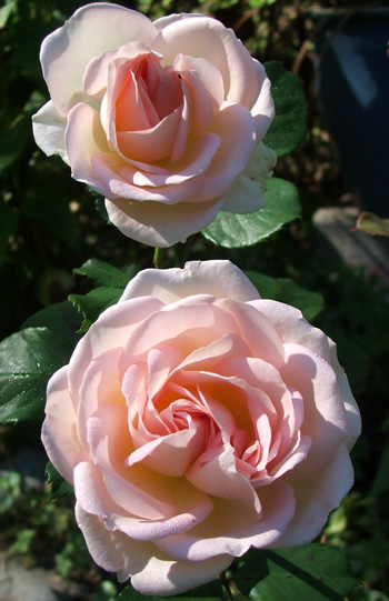  In the Glass-House Garden. 