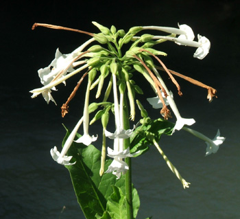  Flowering by the water