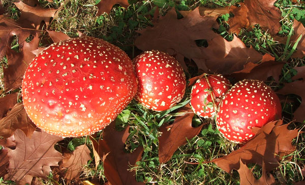  More autumn reds! 