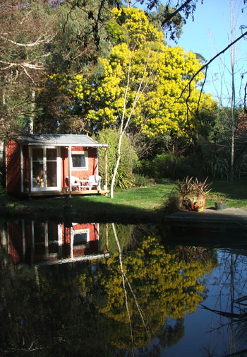  With the flowering Wattle trees behind. 