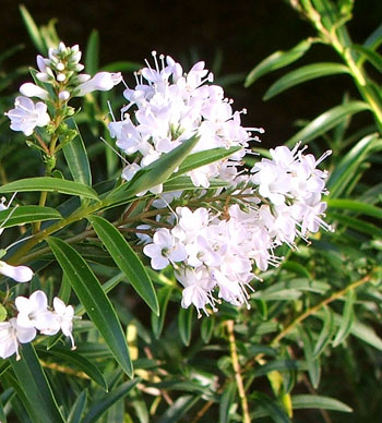  A white flowering Hebe. 