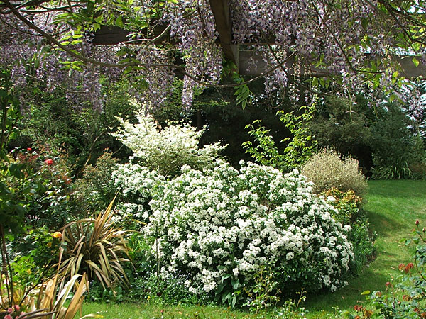  View of the Island Bed from the patio. 