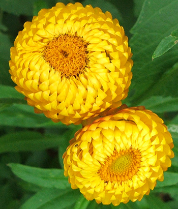 I like these flowers. I like these flowers.
