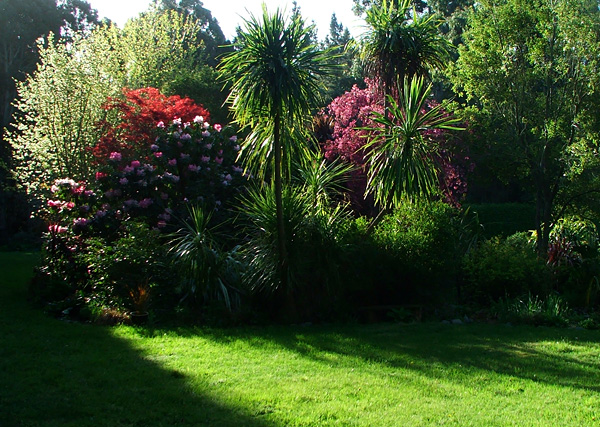  Rhododendrons, Cordylines, and a Crabapple in blossom. 