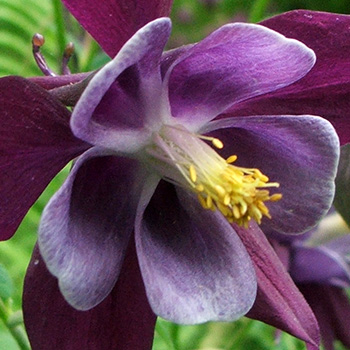  Just the common self-seeding variety - so pretty! 