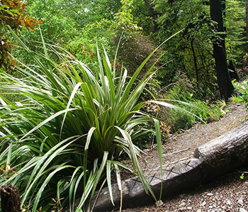  A beautiful New Zealand foliage plant. 